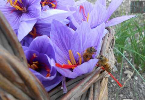 In Puglia c' chi coltiva lo zafferano: il delicato oro rosso di Deliceto